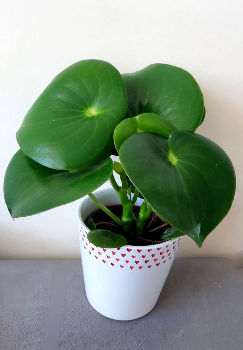 Peperomia raindrop w doniczce