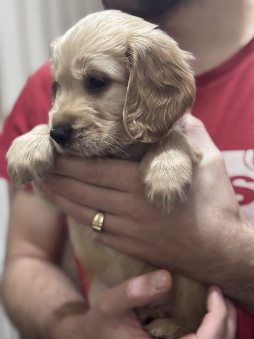 Кокер спаніель чудовий хлопчик шукає люблячу родину