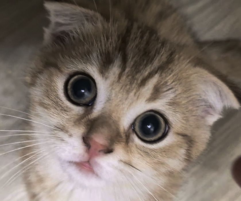 Вислоухие и прямоухие шотландские котята, мальчик и 3 девочки