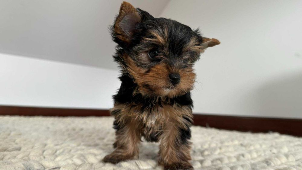 Chłopczyk Yorkshire Terrier Miniaturka z Rodowodem