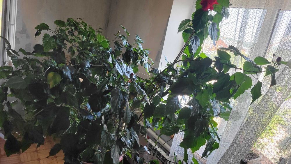 Огромное дерево гибискуса, китайской розы