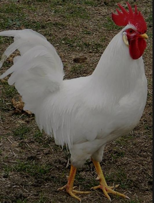 Продам півня ЛЕГОРН