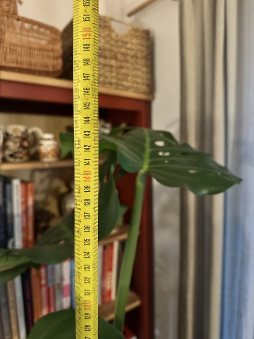 Monstera deliciosa