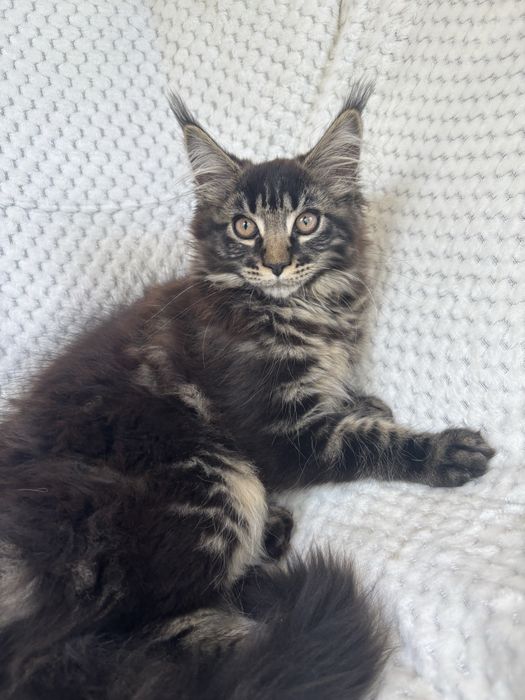 MAINE COON - kotka