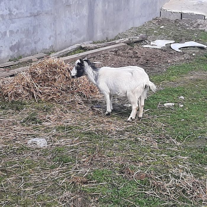 Vendo cabritas femeas