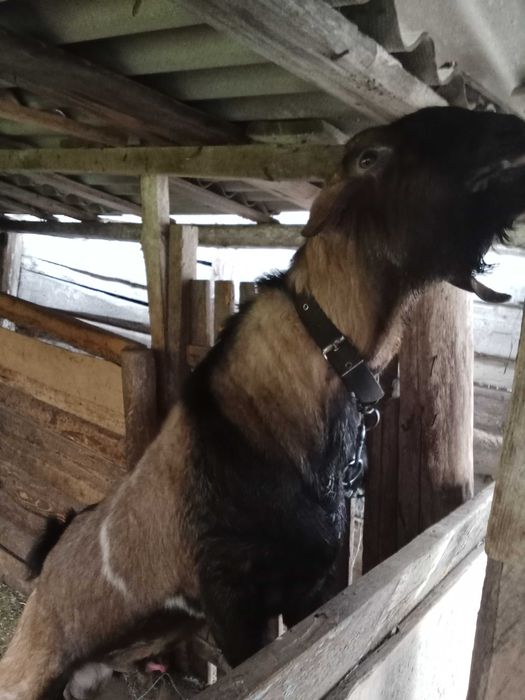 Цап АН,вік три роки,комолий