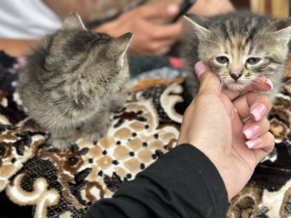 Кошенята 2 дівчинки