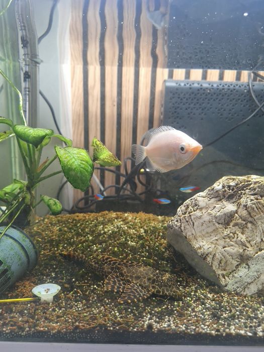 Vendo aquário com peixes e acessórios