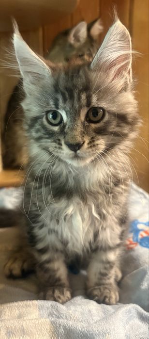 Gotowy do odbioru MAGIC piękny czarny  kocurek maine coon TICA