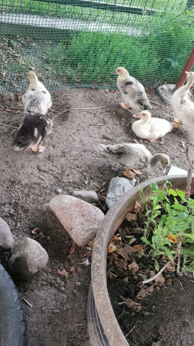 Witam  sprzedam kaczki francuskie