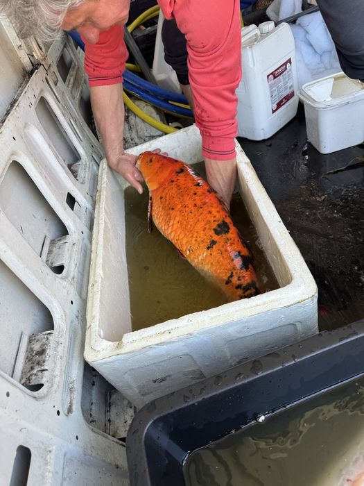 Karp Koi, gigantyczne egzemplarze - hodowla