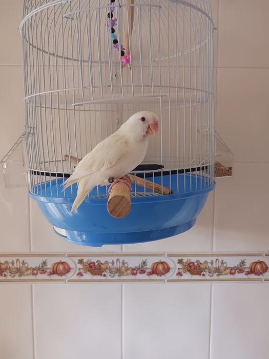 Gaiola redonda para aves