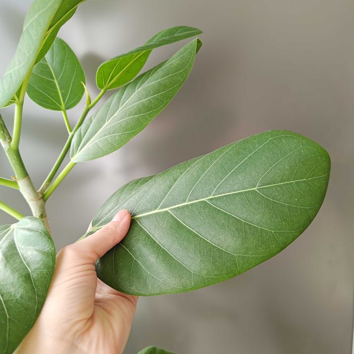 Фикус Бенгальский Одри Фікус Бенгальський 100 см