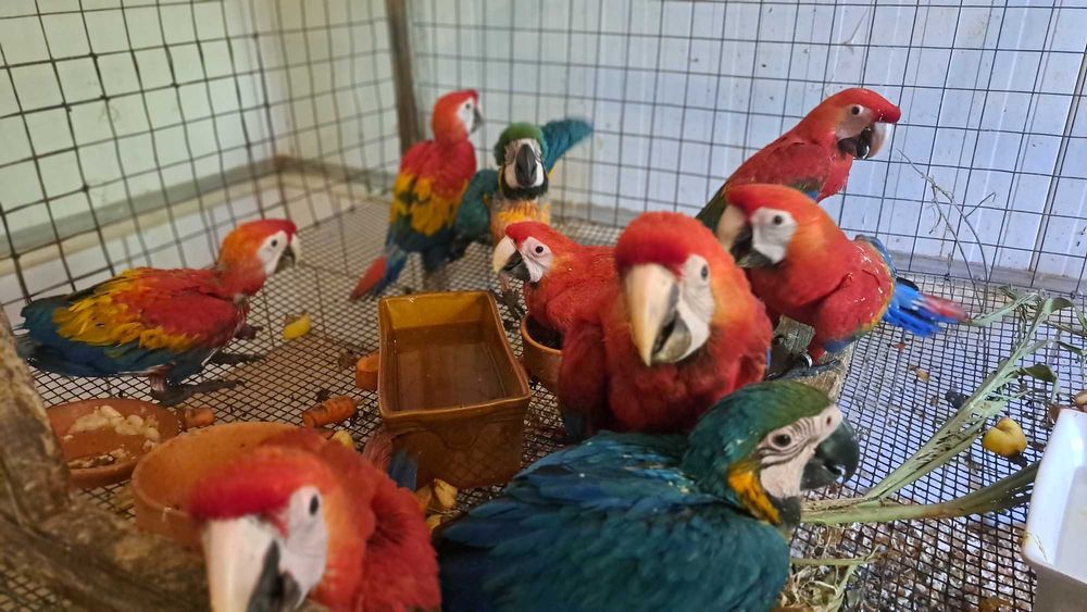 Araras , Miligold. exóticas