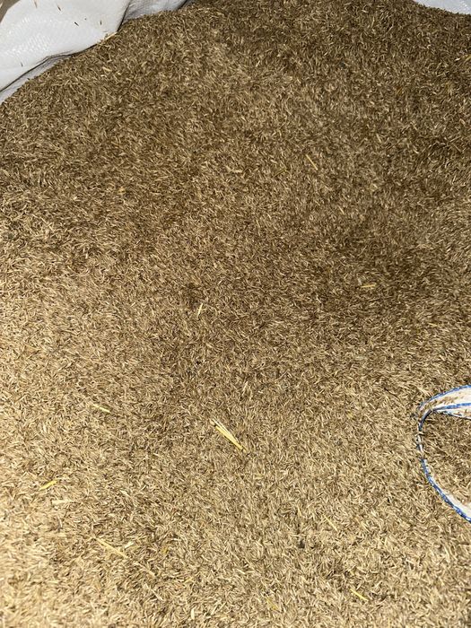 Продам насіння люцерни, конюшини