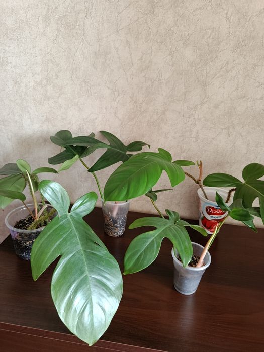 Филодендрон Чешуеносный.