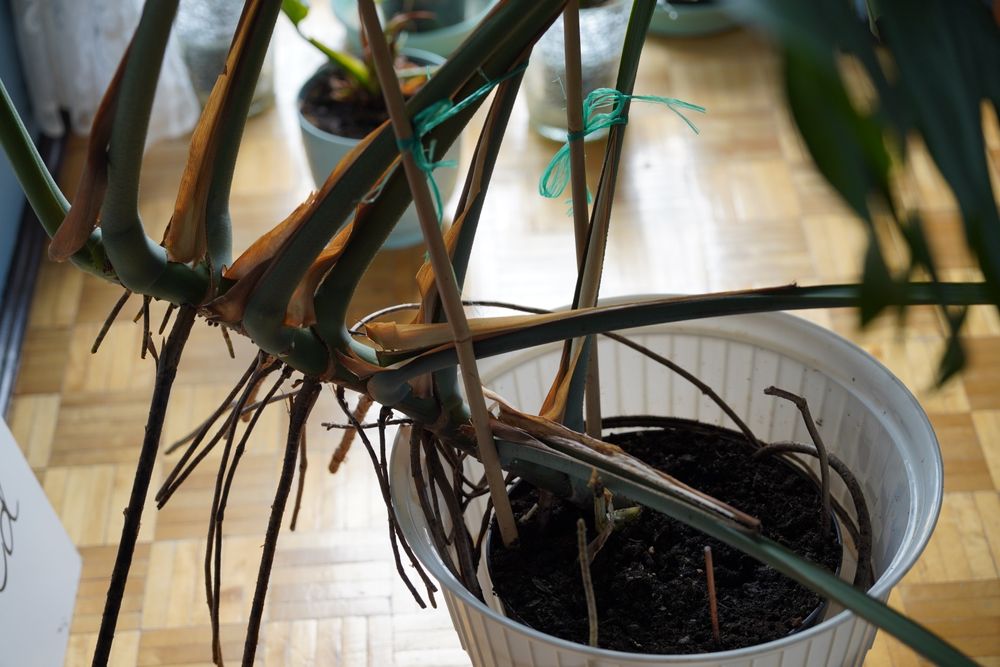 Monstera 1.5m x 1.5m