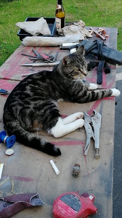 Kot Mycek poszukiwany