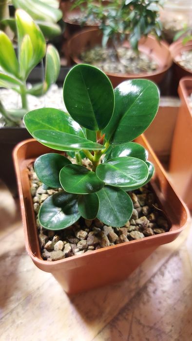 Фикус Панда (Ficus Panda)