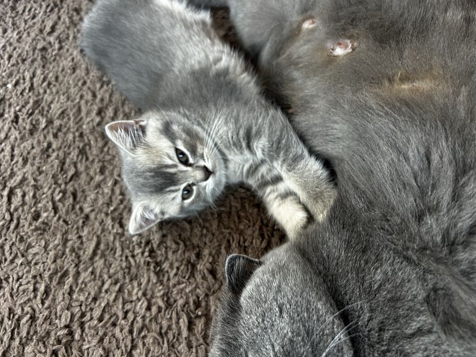 Продаються кошенята шотландці