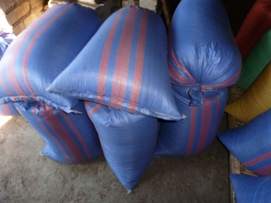 Pszenica Telimena - jara