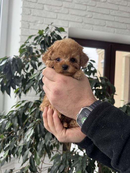 Цуценята  мальтипу  в Києві