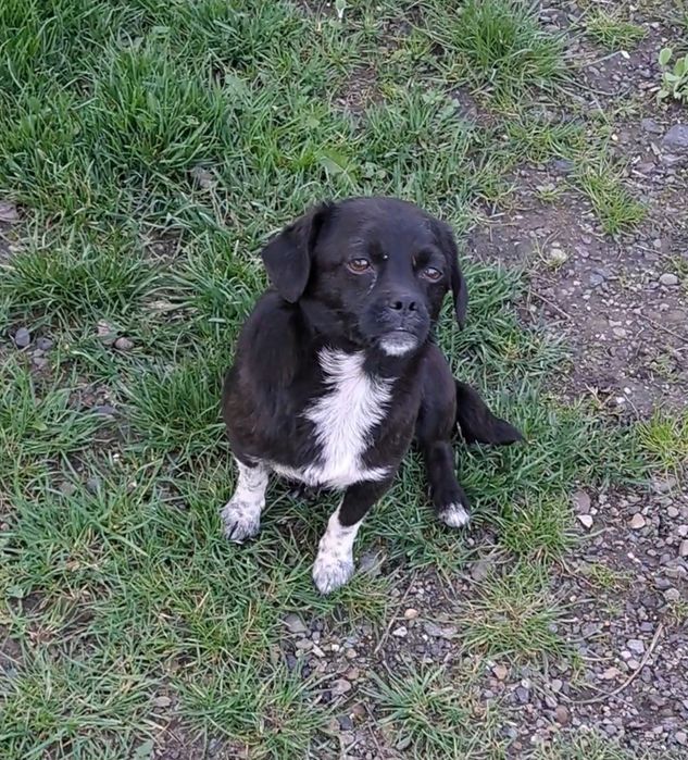 Молода низькоросла собачка