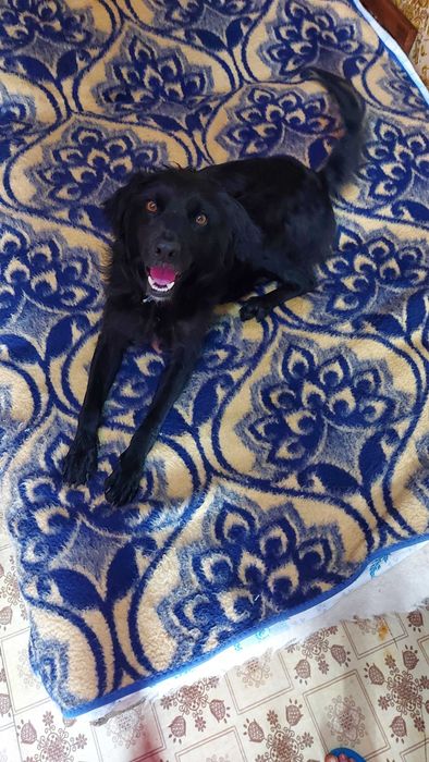 Віддам собаку безкоштовно