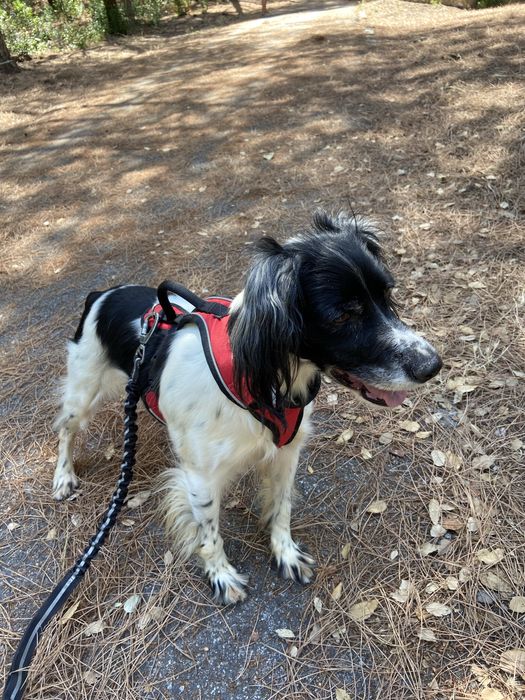 PetSitting, zona de Lisboa