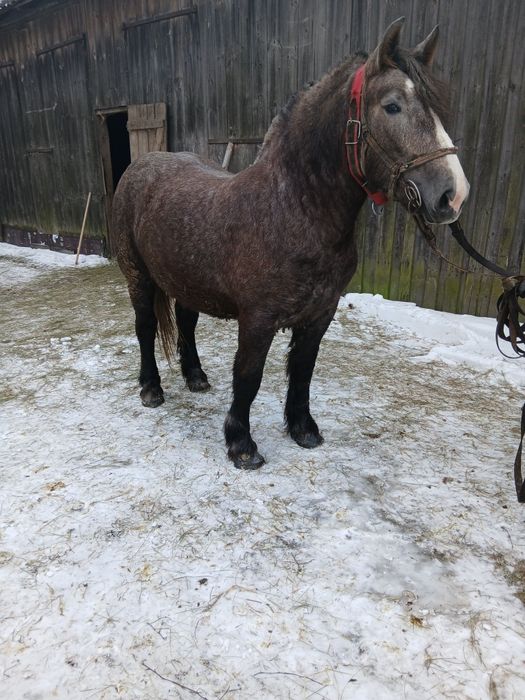 KlaczeZrebice zimnokrwiste