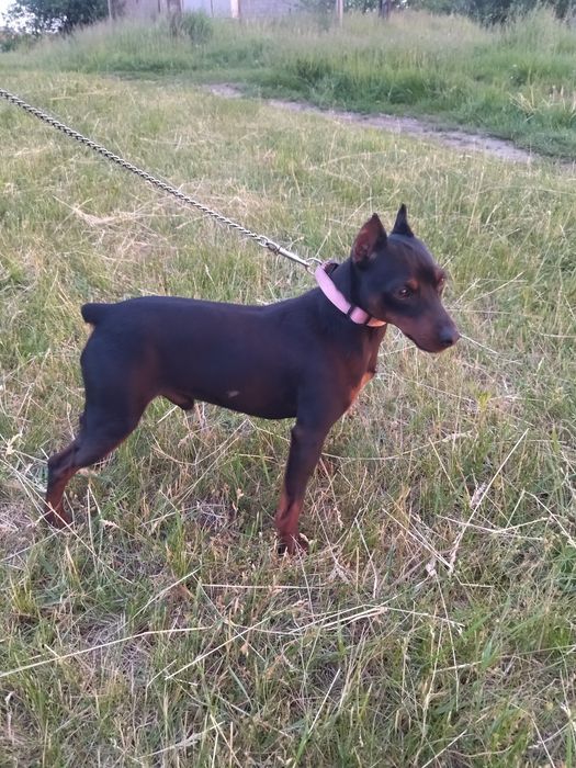 Цвергпінчер, міні доберман, КСУ,в'язка.