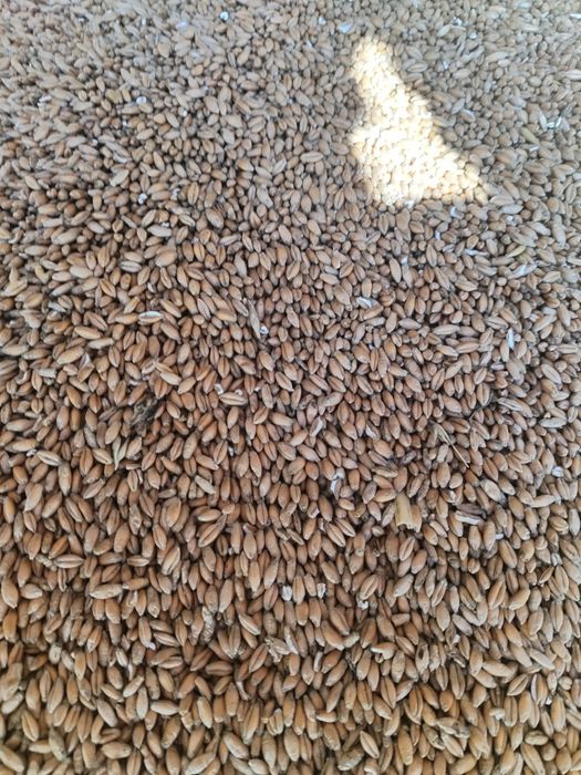 Sprzedam pszenżyto  Tadeusz