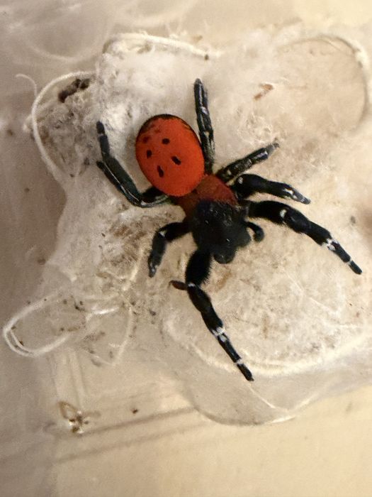 Eresus ilustris dorosły samiec