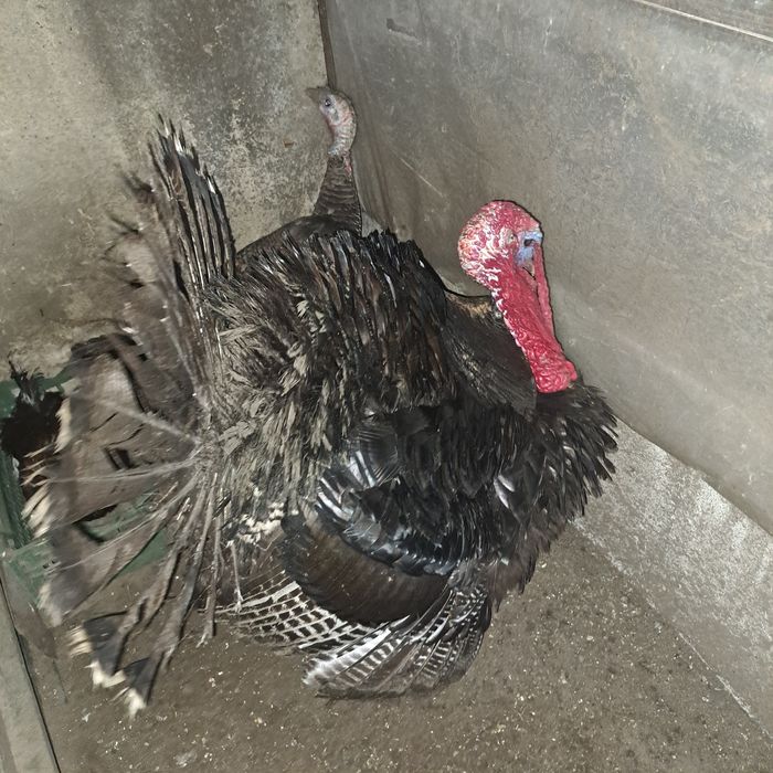 Vendo peru adulto