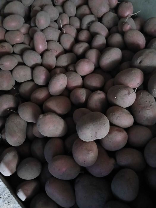 Ziemniaki baltic rose jak belarosa