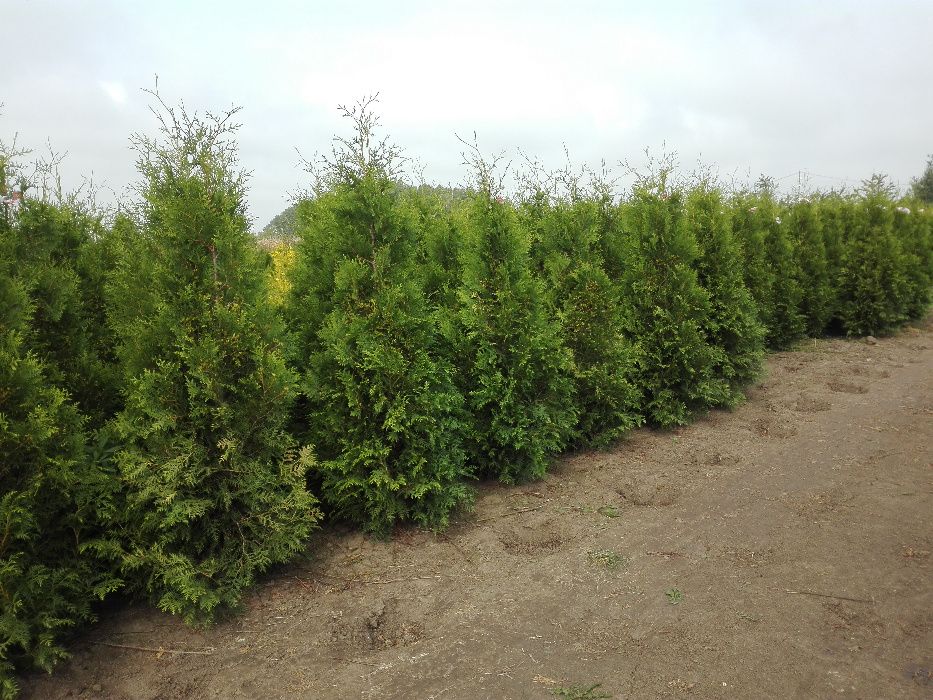 Tuja szmaragd, brabant 180-200cm , dowozimy, sadzimy , tuje do 250cm