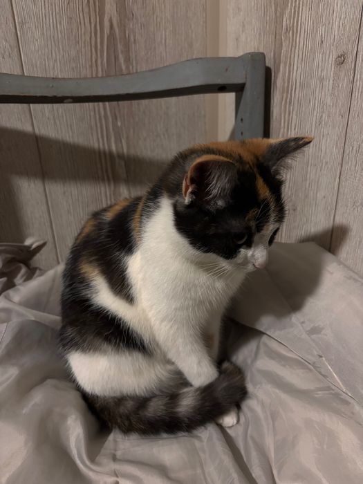 Кішечка в добрі руки, вакцинована.