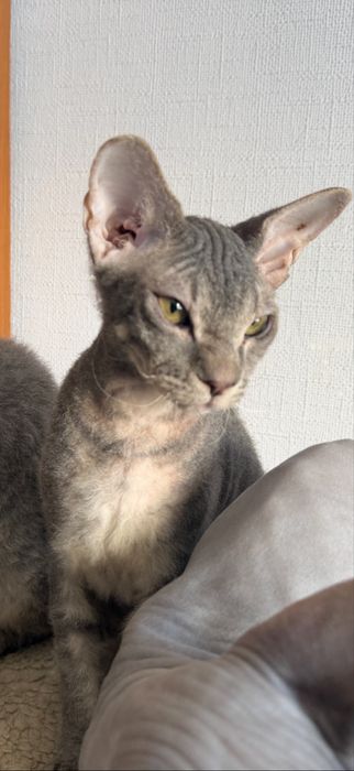 Коты Канадский Сфинкс