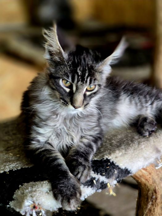Maine Coon kocieta /