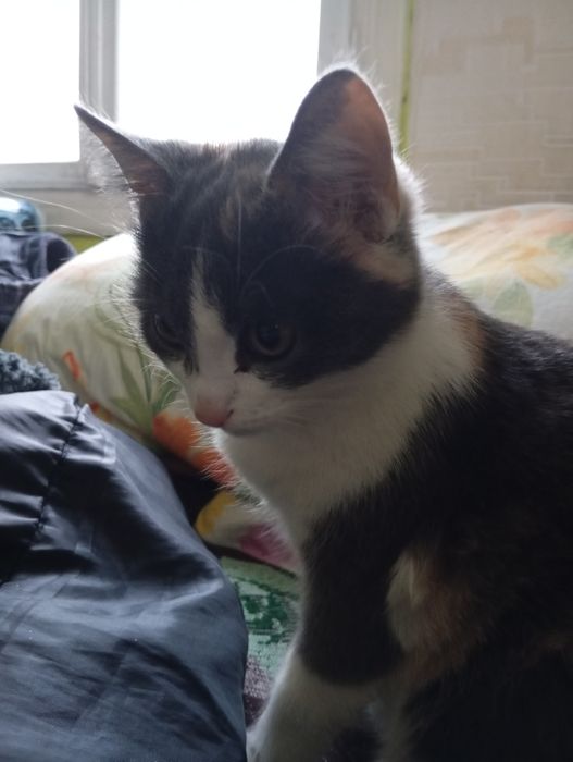 Кицька  Анжелка ( 4 місяці)