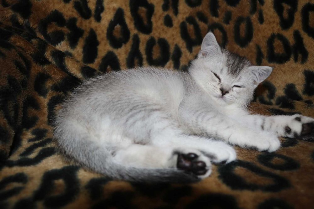 Шотландське прямовухе кошеня, Скотіш Страйт, Львів