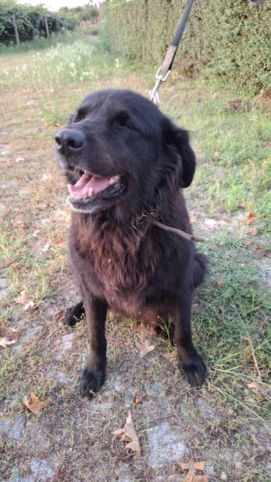 Cadelinha para adopção responsável
