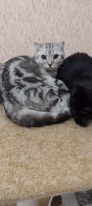 Шотландские чистокровные котята.