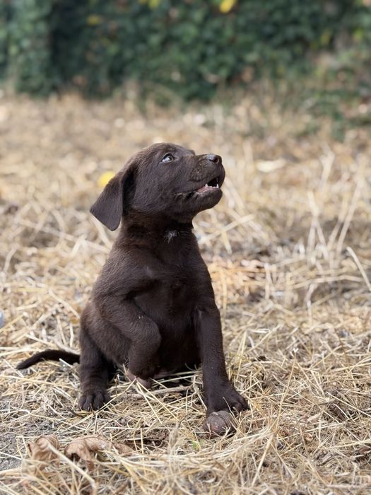 Lavrador retriever chocolate