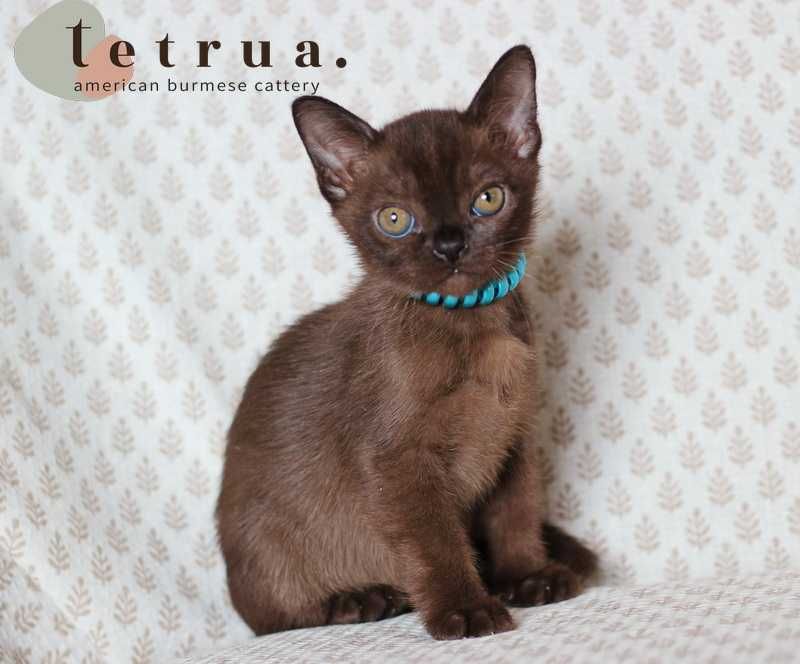 Американская бурма! Мальчик!