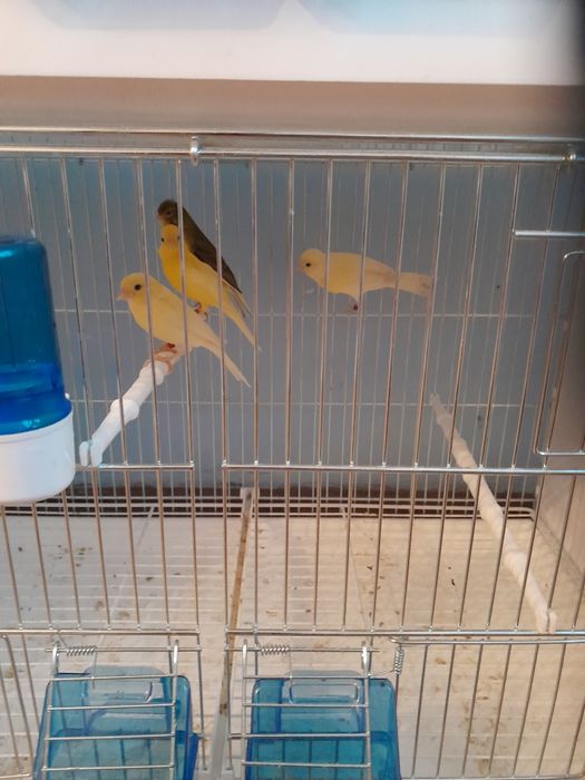 Kanarki miniatura hiszpańska