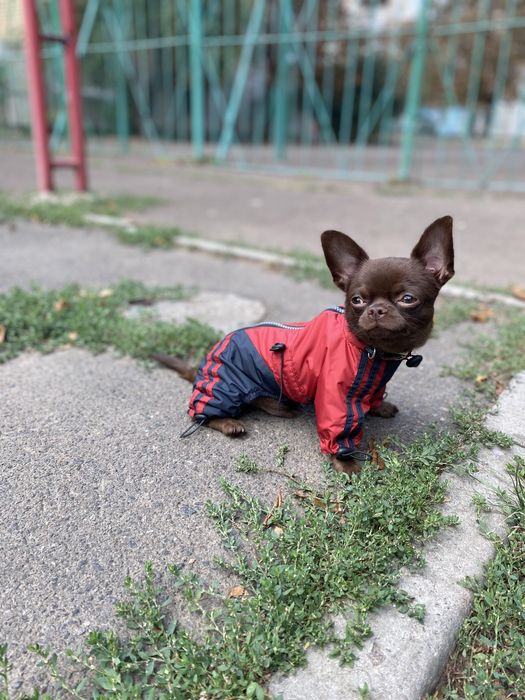 Кобель для вязки