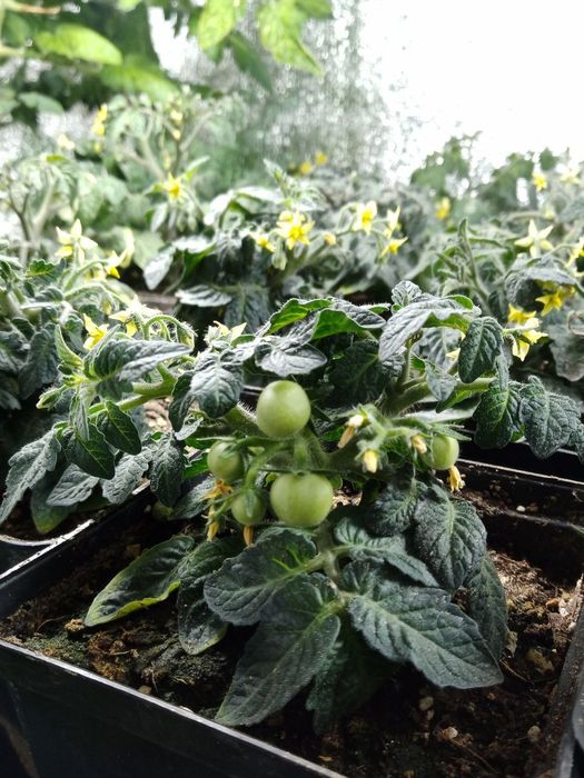 Декоративний томат. Дерево бонсай.