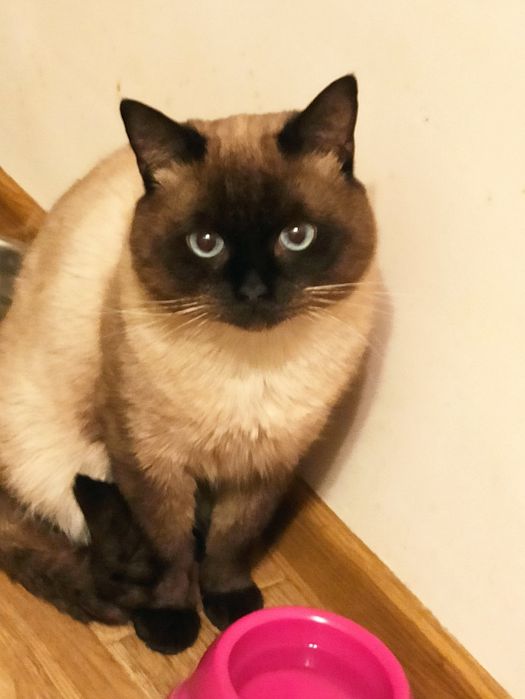Отдам бесплатно сиамского кота