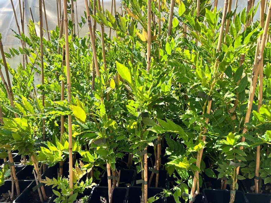 Glicynia kwiecista 'Ludwik Lawin' (Wisteria floribunda) Ludwig 2L